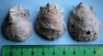 Двустворчатые моллюски Liostrea reussi (Romanovsky) Двустворчатые моллюски Liostrea reussi (Romanovsky)
