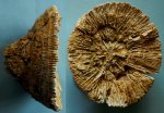 Одиночный коралл Cunnolites intumescens Одиночный коралл Cunnolites intumescens
