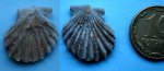 Искалеченный Pecten sp.