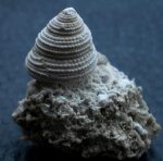 Gibbula  Dzieduszyckii  на "постаменте"