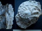 Гастропода и морской ежик