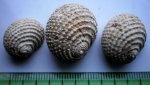 Гастропода Turbinidae