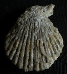 Chlamus sp., серпула и мшанка