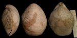Terebratula