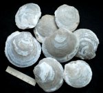 Двустворки Воронова ( Pseudomussium corneum denudatum (Reuss)