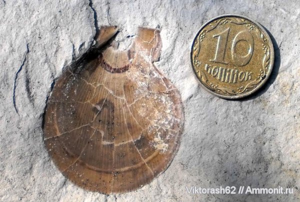 моллюски, мел, двустворки, мезозой, Chlamys, Cretaceous