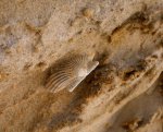 Последнее фото  Pecten sp.