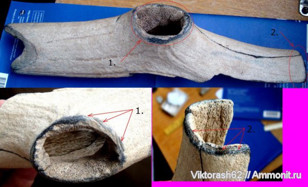 млекопитающие, Homo, плейстоцен, кайнозой