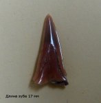 Зуб меловой акулы