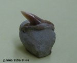 Зуб меловой акулы-2