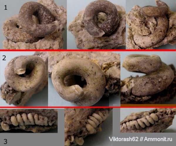 серпулы, миоцен, кольчатые черви, кайнозой, Serpulidae, Максимовка