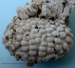 Краб Daira speciosa и серпула