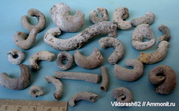 неоген, серпулы, кольчатые черви, Serpulidae, Максимовка