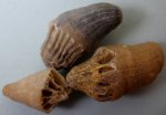 Одиночные кораллы