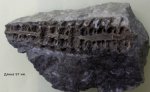 Actinoceras sp.