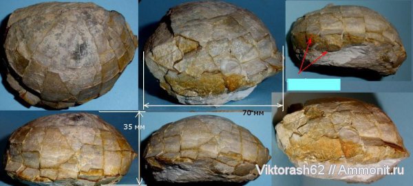 морские ежи, иглокожие, мел, мезозой, р. Днестр, Cretaceous