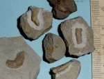 Серпулы Neovermilia ampullacea