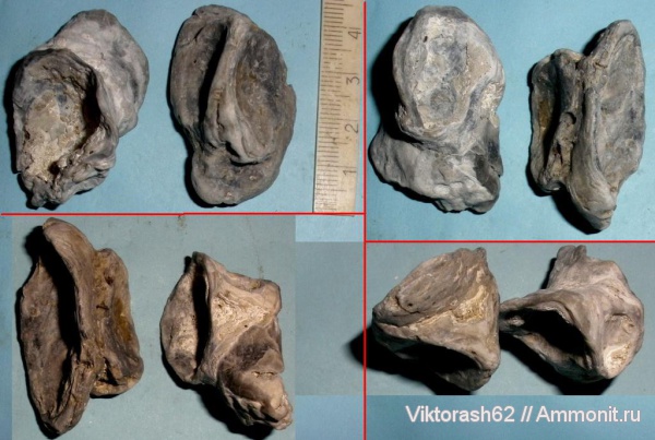 мел, мезозой, двустворчатые моллюски, Бурштын, Cretaceous