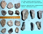 Раковины-2
