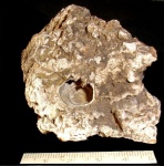 Pleurotomaria