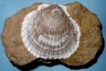 Pecten sp.