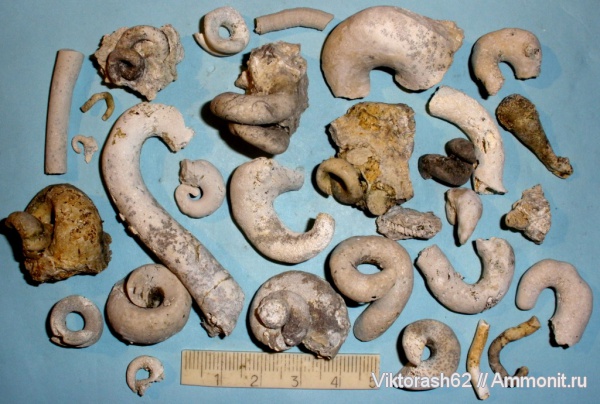 гастроподы, неоген, серпулы, кольчатые черви, кайнозой, Serpulidae, Максимовка