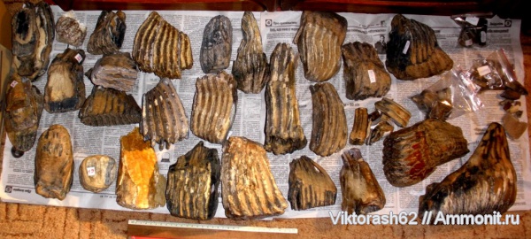 зубы, мамонты, млекопитающие, кайнозой, Mammuthus, teeth