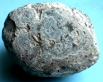 Водоросли-2