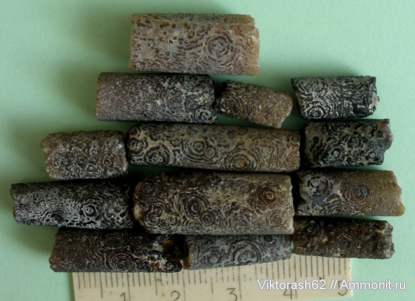 белемниты, мел, головоногие моллюски, мезозой, Бурштын, Cretaceous, belemnites