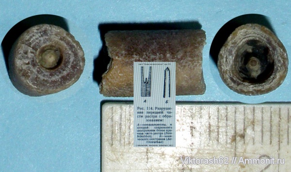 белемниты, мел, головоногие моллюски, мезозой, Бурштын, Cretaceous, belemnites