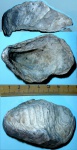 Крупная Ostrea sp.