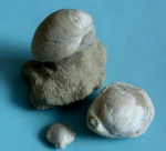 Три Terebratula grandis (Blum)