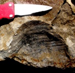 раковина Inoceramus sp,