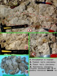 Остатки Inoceramus