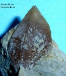 Створка капитулума (раковины) усоногого рачка Cirripedia