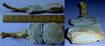 Губка Ventriculites sp. с ножкой