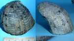 Echinocorys sp.