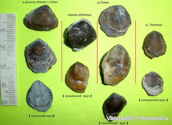 брахиоподы, мел, мезозой, плеченогие, Cretaceous