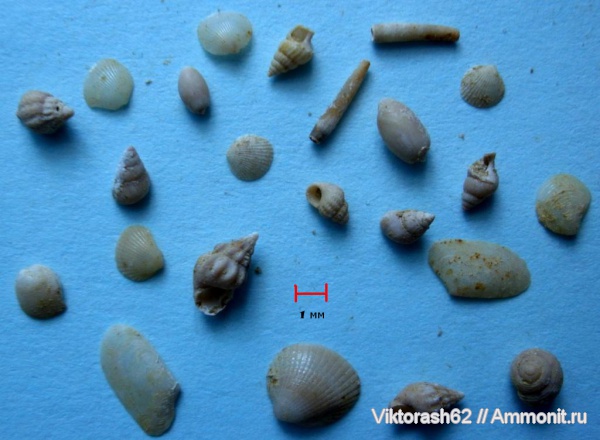 гастроподы, серпулы, миоцен, двустворчатые моллюски, кайнозой, Serpulidae