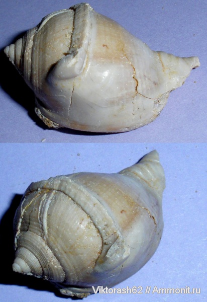 гастроподы, неоген, серпулы, брюхоногие моллюски, кайнозой, Serpulidae
