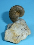 Schloenbachia