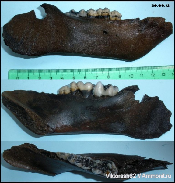 зубы, млекопитающие, плейстоцен, кайнозой, Бурштын, teeth