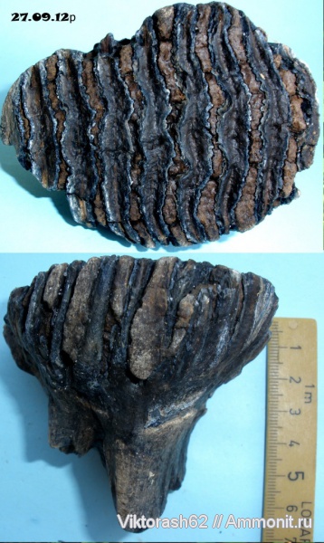 зубы, мамонты, млекопитающие, плейстоцен, кайнозой, Бурштын, teeth