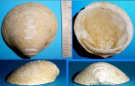 Glycymeris pilosus