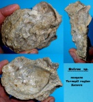 Большая Ostrea sp.