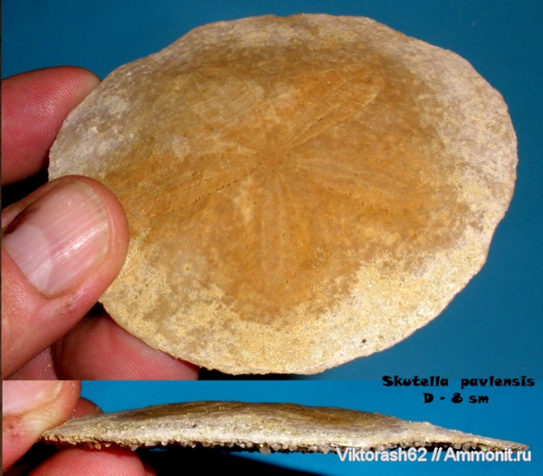 морские ежи, иглокожие, неоген, кайнозой, Козова, Skutella pavlensis