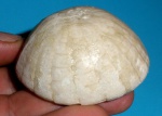 Echinocorys Echinocorys