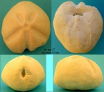 Linthia Linthia