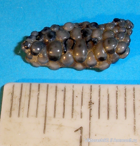 палеоген, рыбы, позвоночные, кайнозой, зубы акул, Labrodon, fish, shark teeth