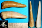 зубы рыбы Enchodus зубы рыбы Enchodus